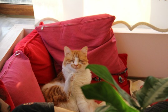 A relaxed orange and white cat sitting among a cluster of red and pink cushions, with a green plant partially obstructing the view in the foreground. The cat appears to be grooming itself, adding a cozy and peaceful feel to a bright and comfortable living space.