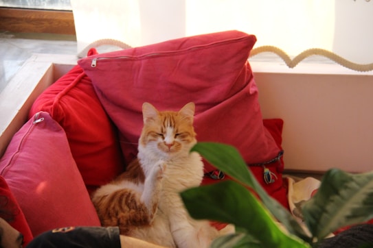 A relaxed orange and white cat sitting among a cluster of red and pink cushions, with a green plant partially obstructing the view in the foreground. The cat appears to be grooming itself, adding a cozy and peaceful feel to a bright and comfortable living space.