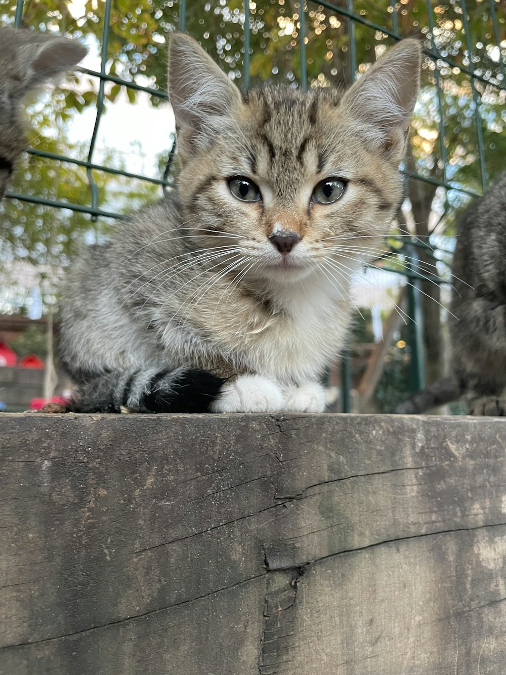 um gatinho pequeno sentado em cima de uma caixa de madeira