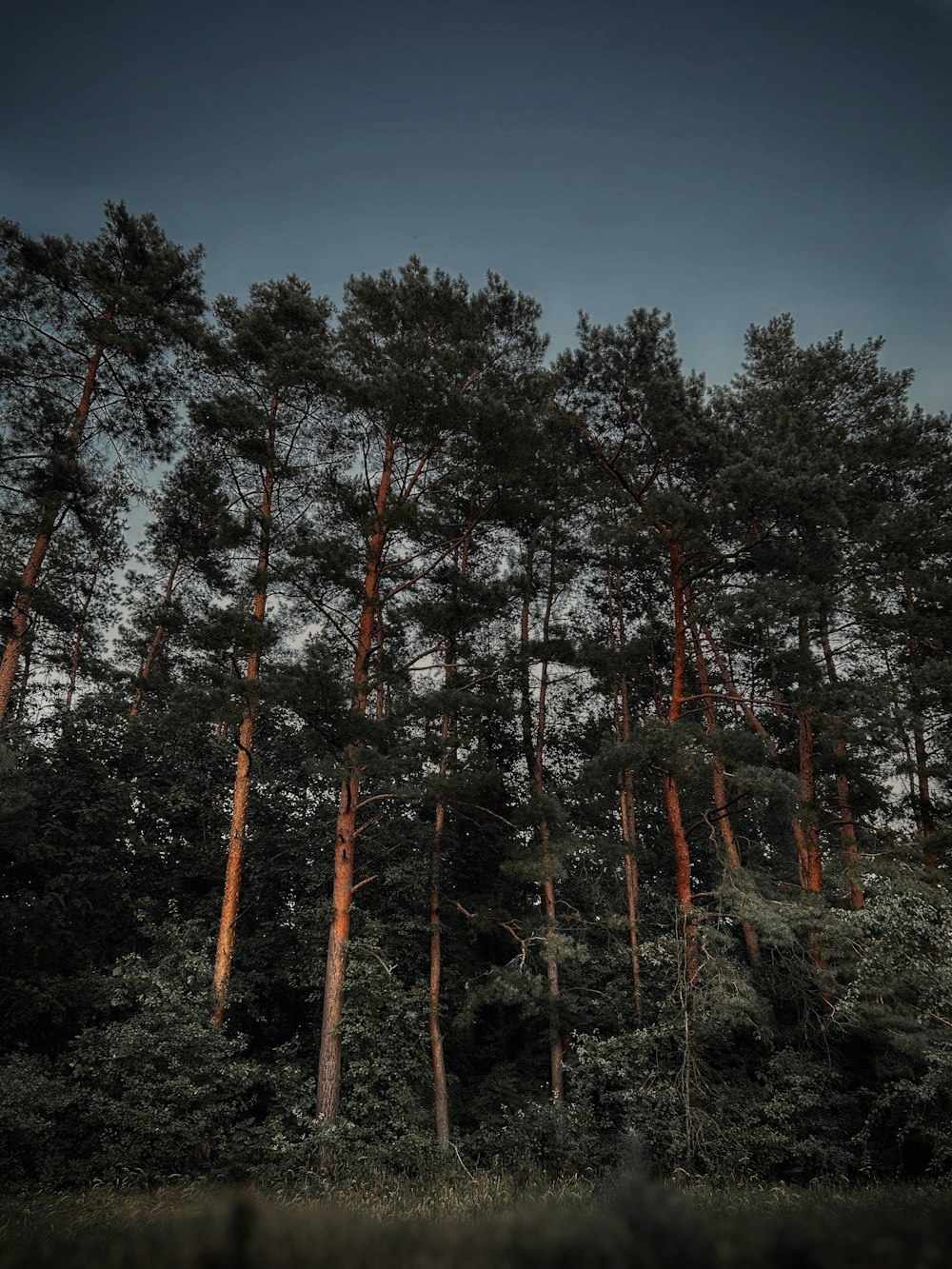 a group of trees that are standing in the grass