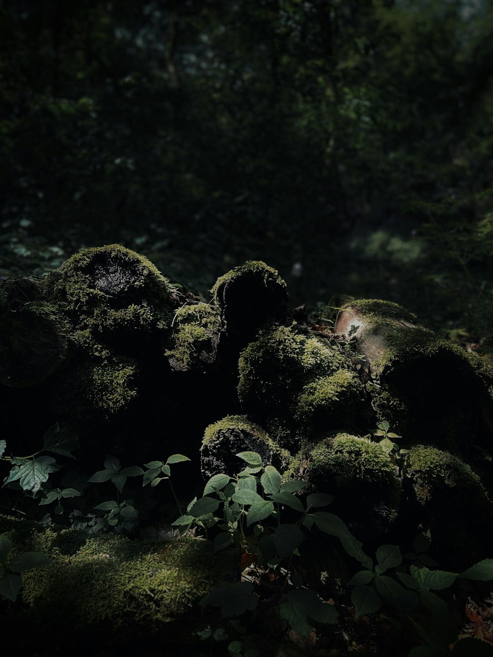 a moss covered rock in the middle of a forest