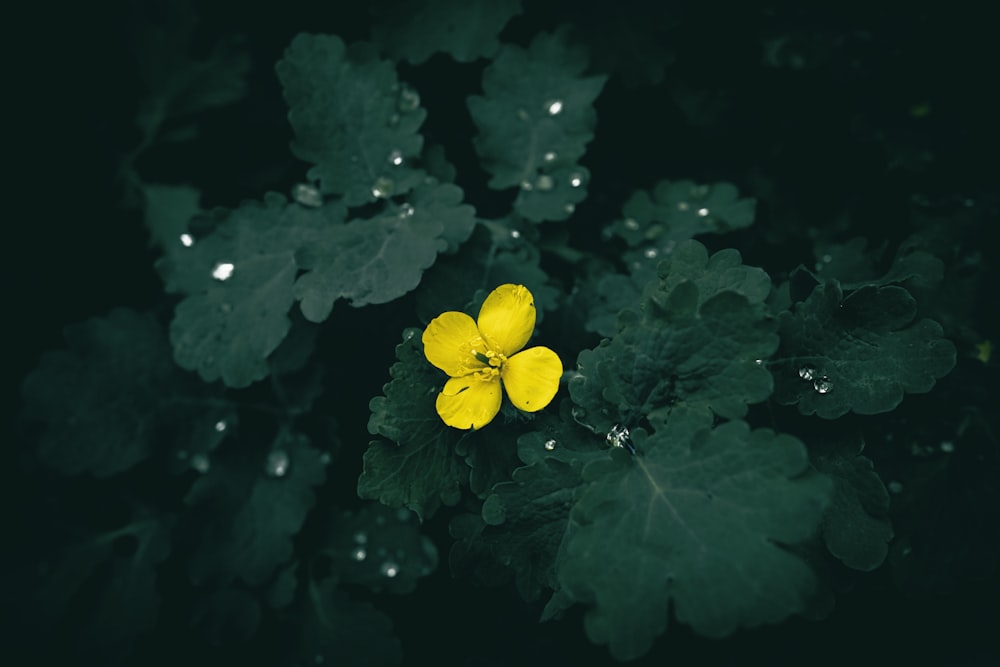 a yellow flower with green leaves in the background