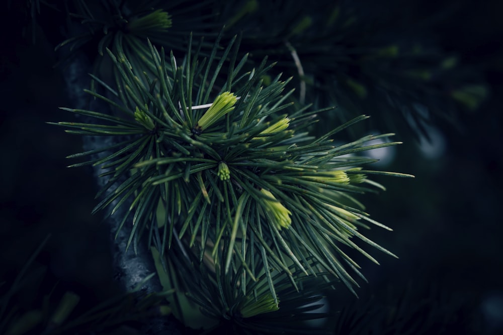 a close up of a pine tree branch