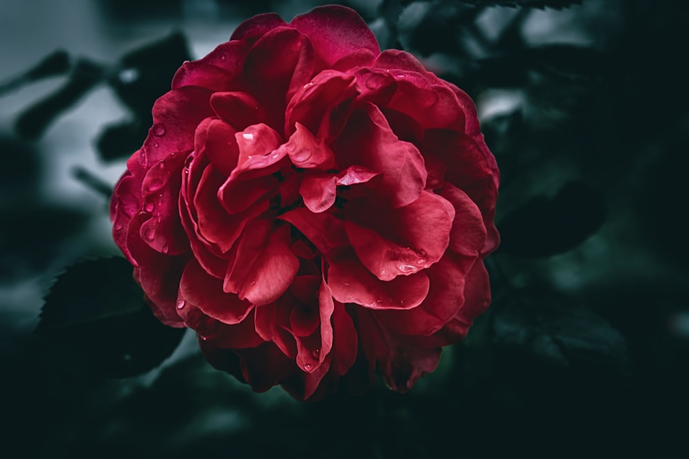 a large red rose is blooming in the dark