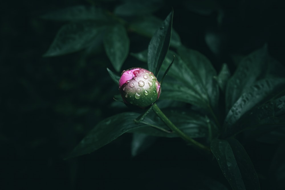 a pink flower with drops of water on it