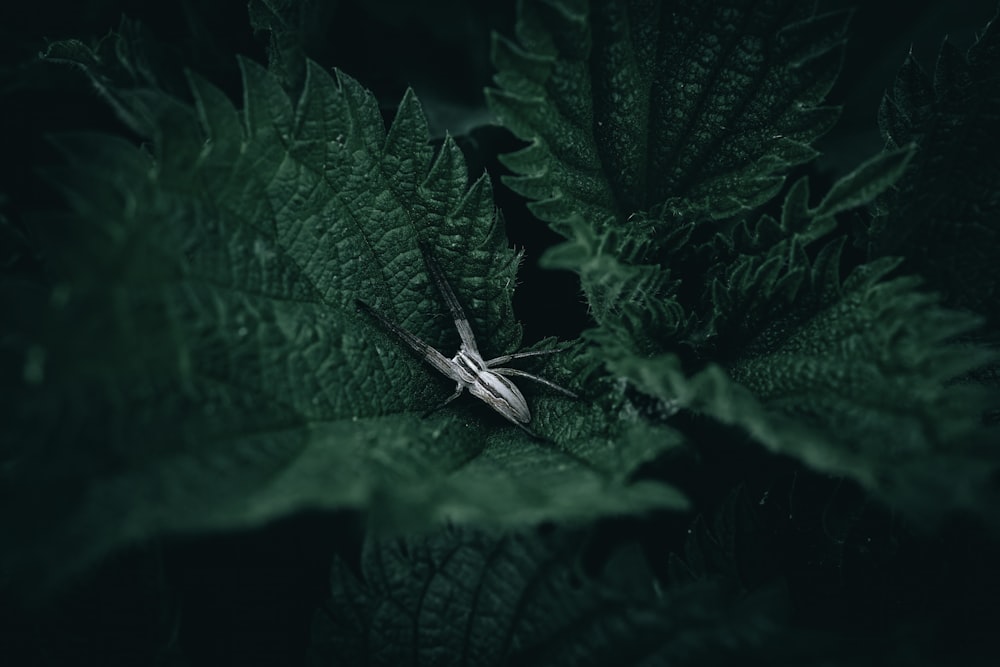 a bug sitting on top of a green leaf