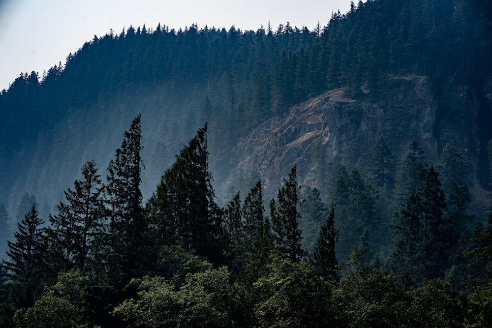 a group of trees in front of a mountain