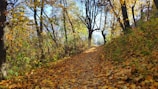 A winding forest trail dappled with golden autumn leaves.