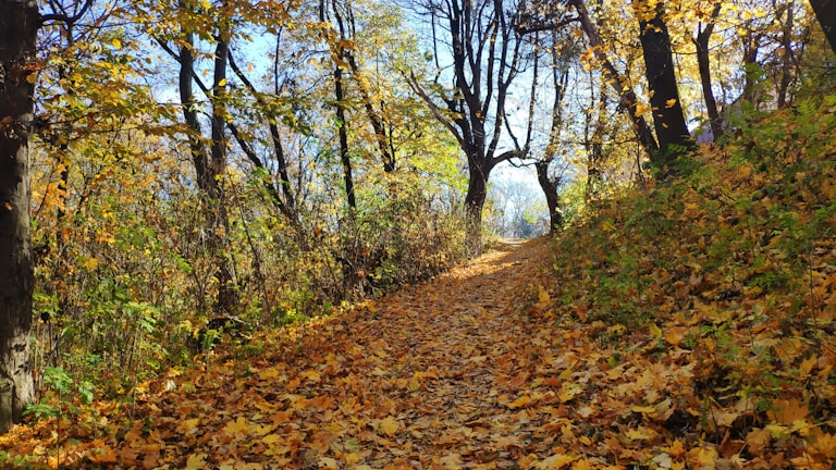 A winding forest trail dappled with golden autumn leaves.