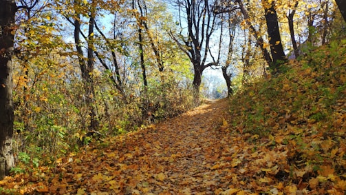 An enchanting forest trail surrounded by autumn leaves.