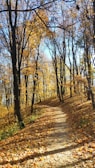 A winding forest trail blanketed with autumn leaves under a clear blue sky.