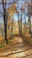 A winding forest trail leading through autumn-colored leaves under a clear sky.