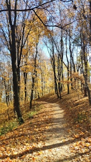 A winding forest trail covered with golden autumn leaves under a clear blue sky.