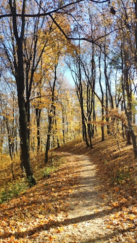A winding forest trail leading through autumn-colored leaves under a clear sky.