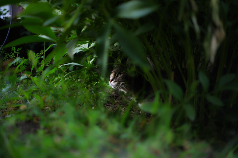 a cat hiding in the bushes looking at the camera