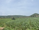 A surveyor using GPS equipment in a vast green agricultural field under a clear sky.