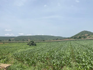 A serene agricultural field with healthy crops under a clear blue sky.