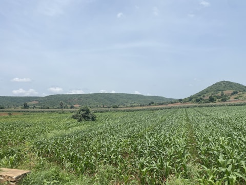 A wide, green agricultural field under a clear blue sky in Bhiwani.