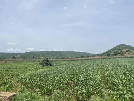 A serene green agricultural field with a farmer inspecting healthy crops under a clear sky.