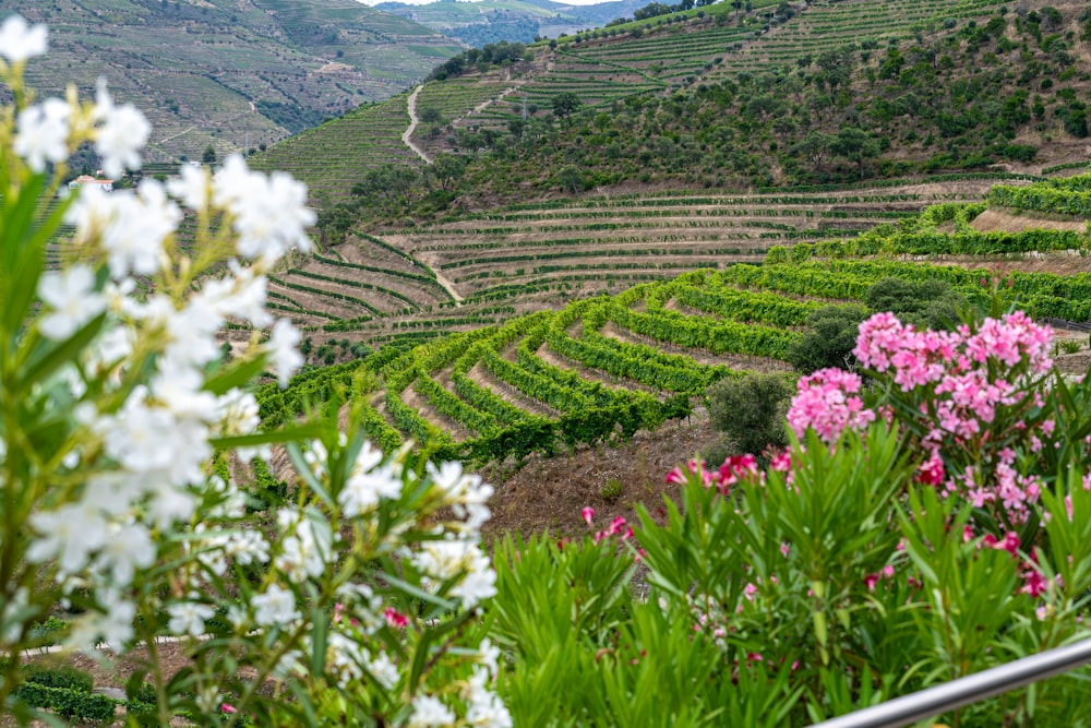 a scenic view of a vineyard in the hills