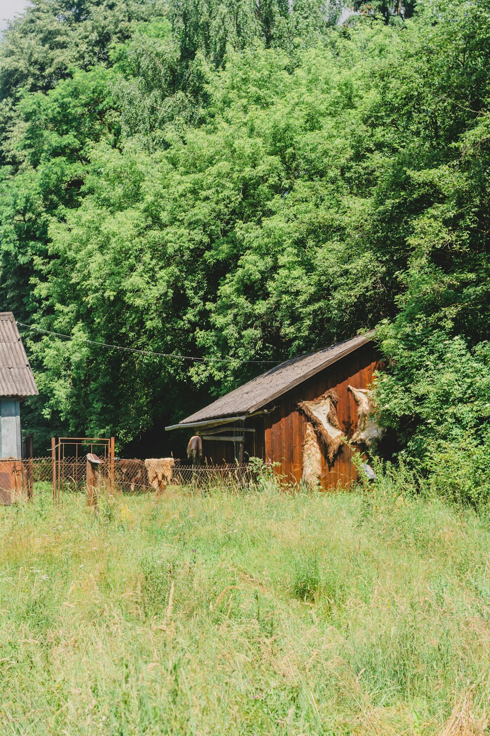 a group of cows standing in a field next to a building