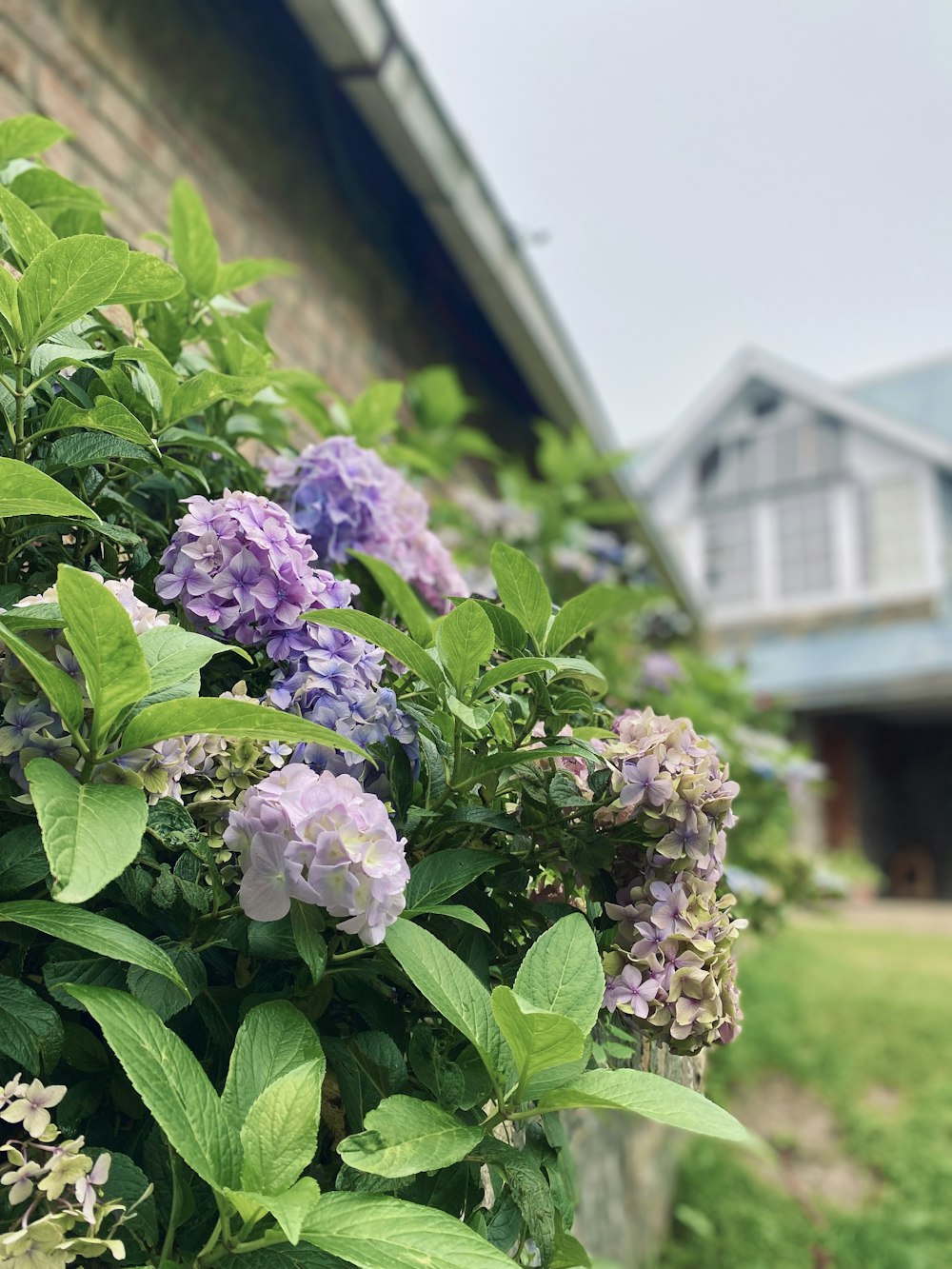 a bush of purple and purple flowers in front of a house