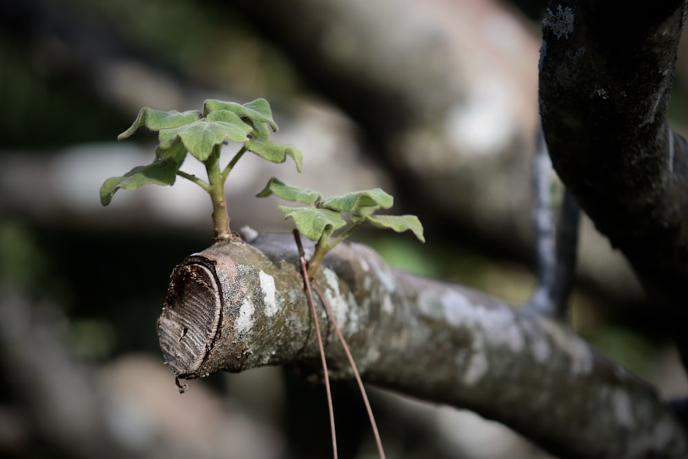 a tree branch with a small plant growing out of it