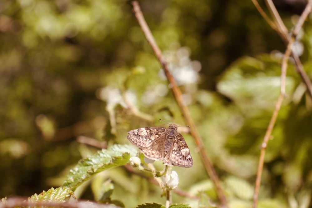 Una pequeña mariposa marrón y blanca sentada en una hoja