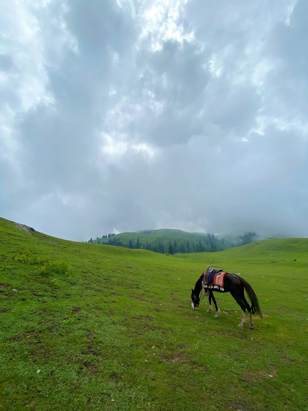 a horse that is standing in the grass