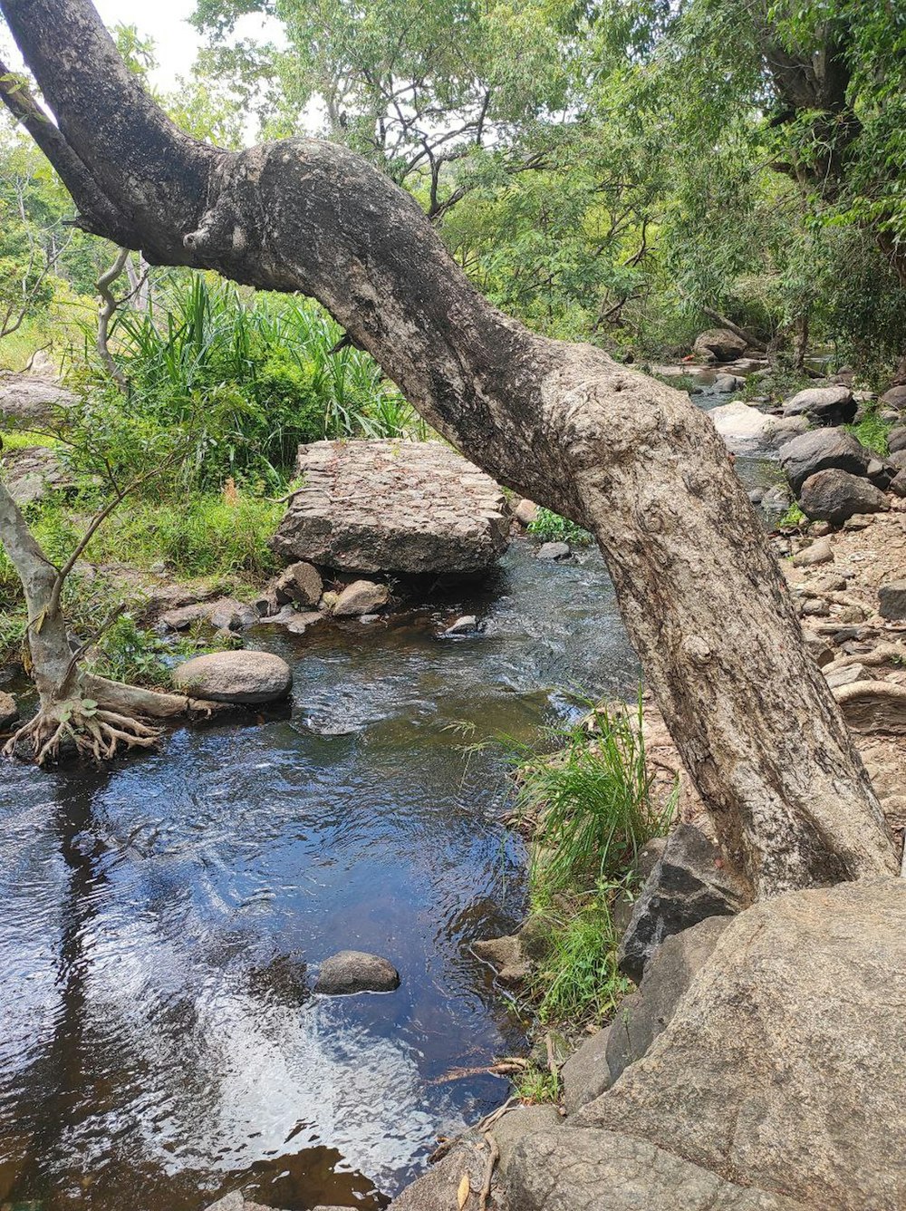 a river running through a lush green forest