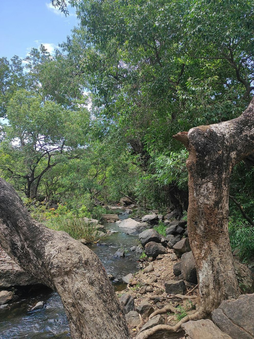 a stream running through a lush green forest