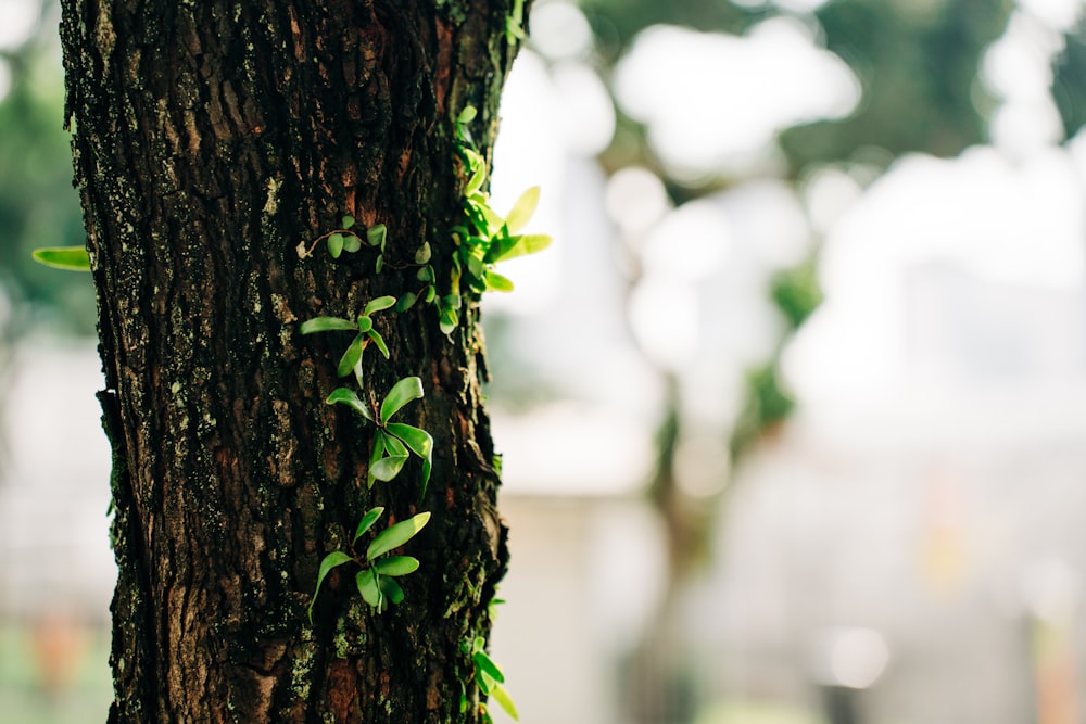 Un primer plano de un tronco de árbol con una planta creciendo en él