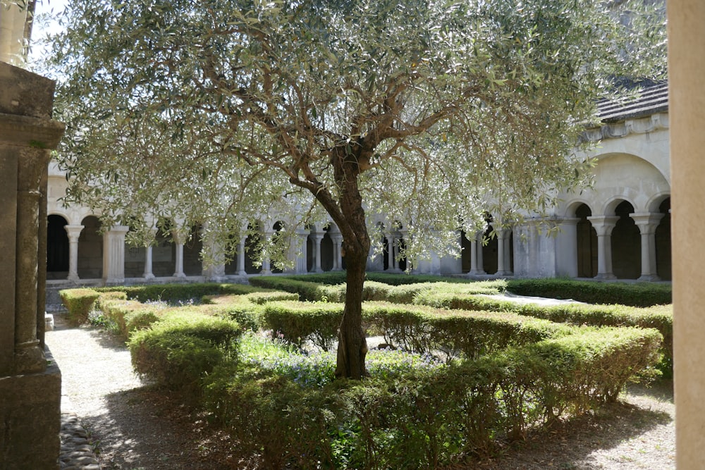 a tree in a courtyard surrounded by hedges