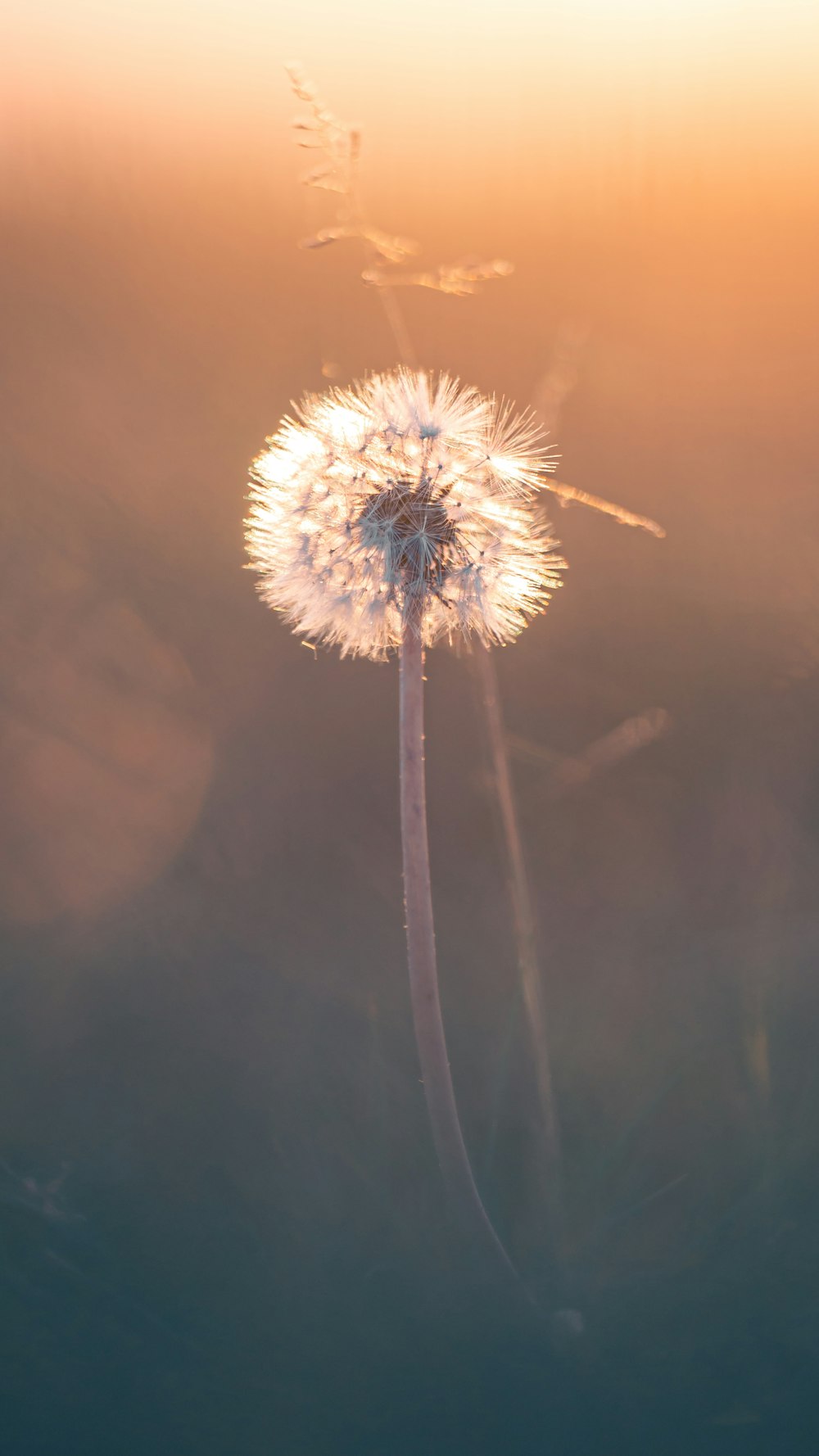a dandelion is blowing in the wind at sunset