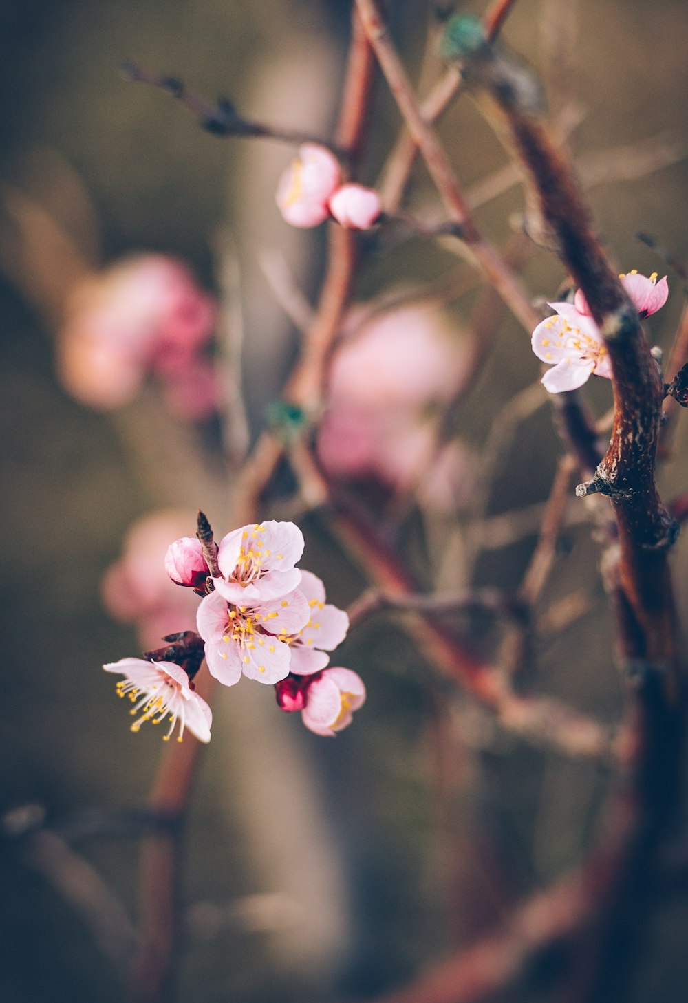 a close up of a branch with flowers on it