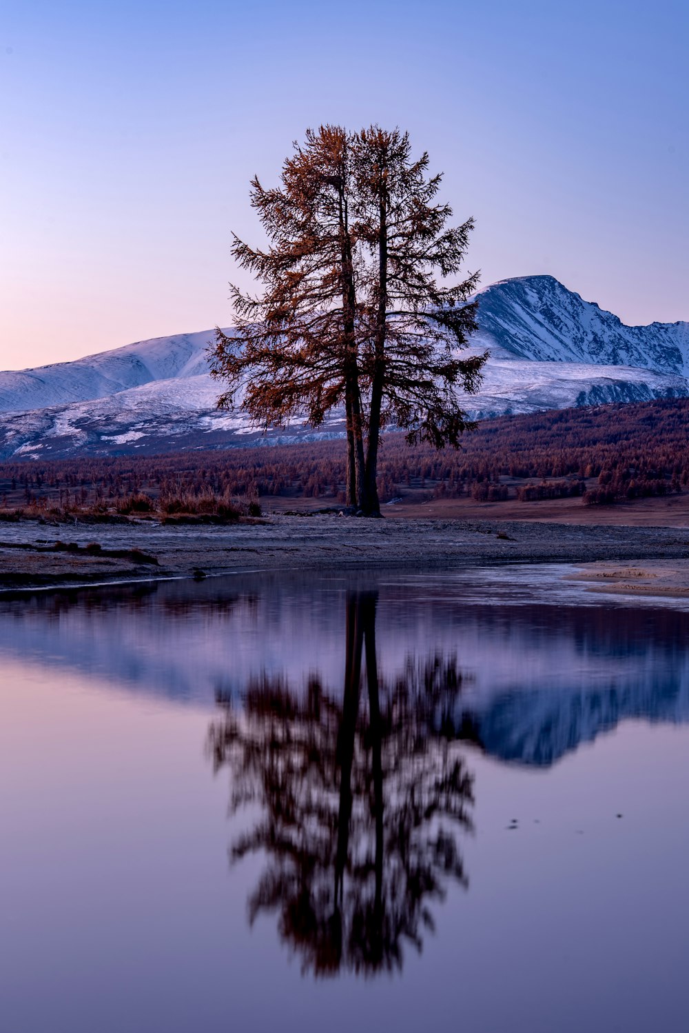 a lone tree is reflected in the still water of a lake