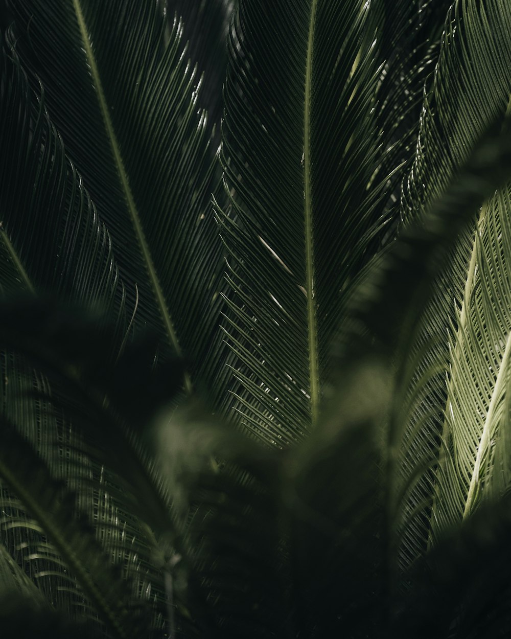 a close up of a large green leaf