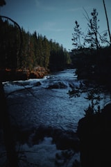 a river running through a forest filled with trees