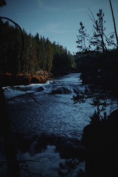 a river running through a forest filled with trees