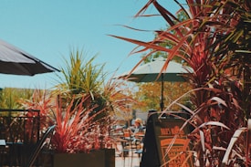 A lively outdoor setting with vibrant plants and umbrellas providing shade to a seating area. The sunlight casts a warm glow, highlighting the red and green foliage. People are casually seated at tables, adding to the relaxed atmosphere. A signboard with menu items like salads and burgers is visible.