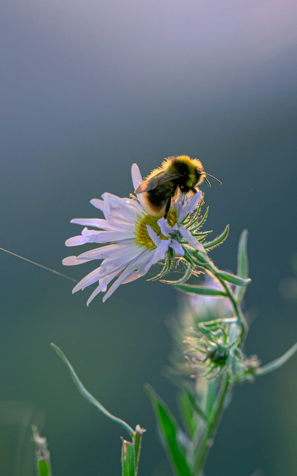 a bee sitting on a flower in a field