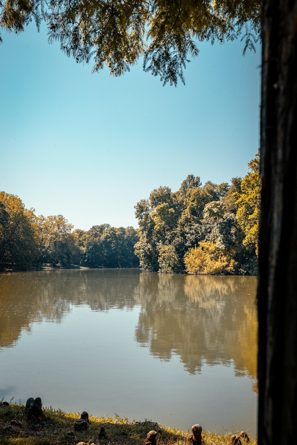 a body of water surrounded by trees and grass