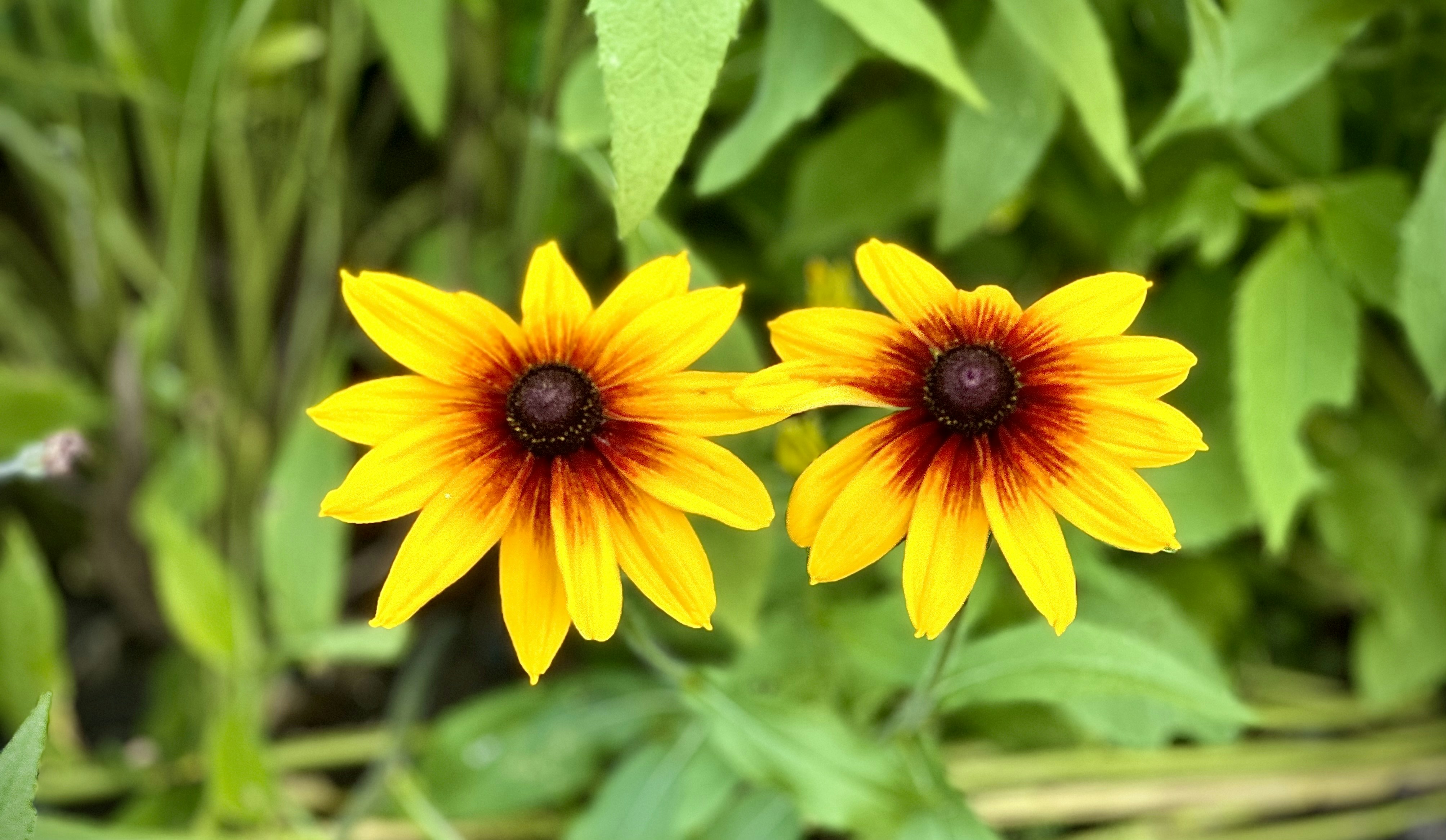 a couple of yellow flowers sitting on top of a lush green field