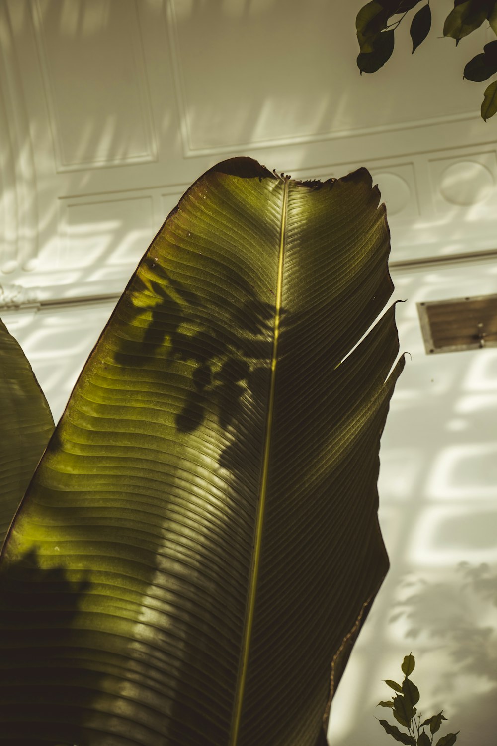 the shadow of a large leaf on a wall