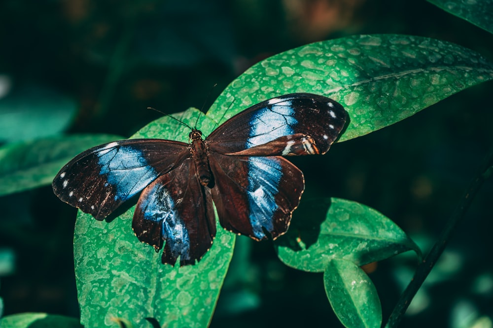 a blue and black butterfly sitting on a green leaf