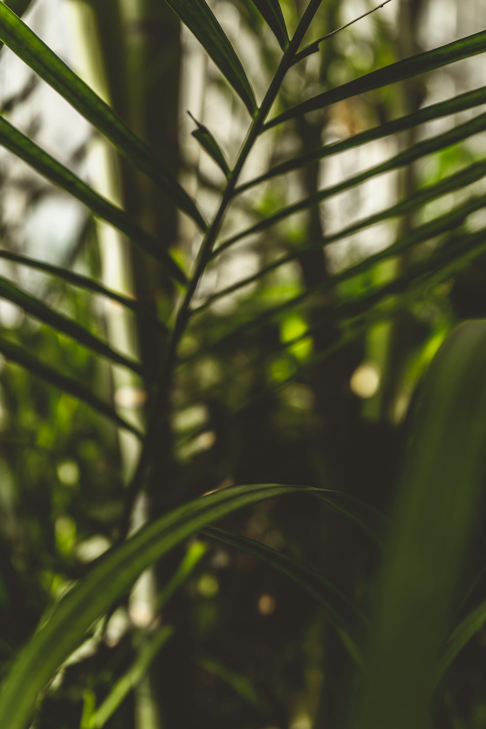 a close up of a plant with a blurry background