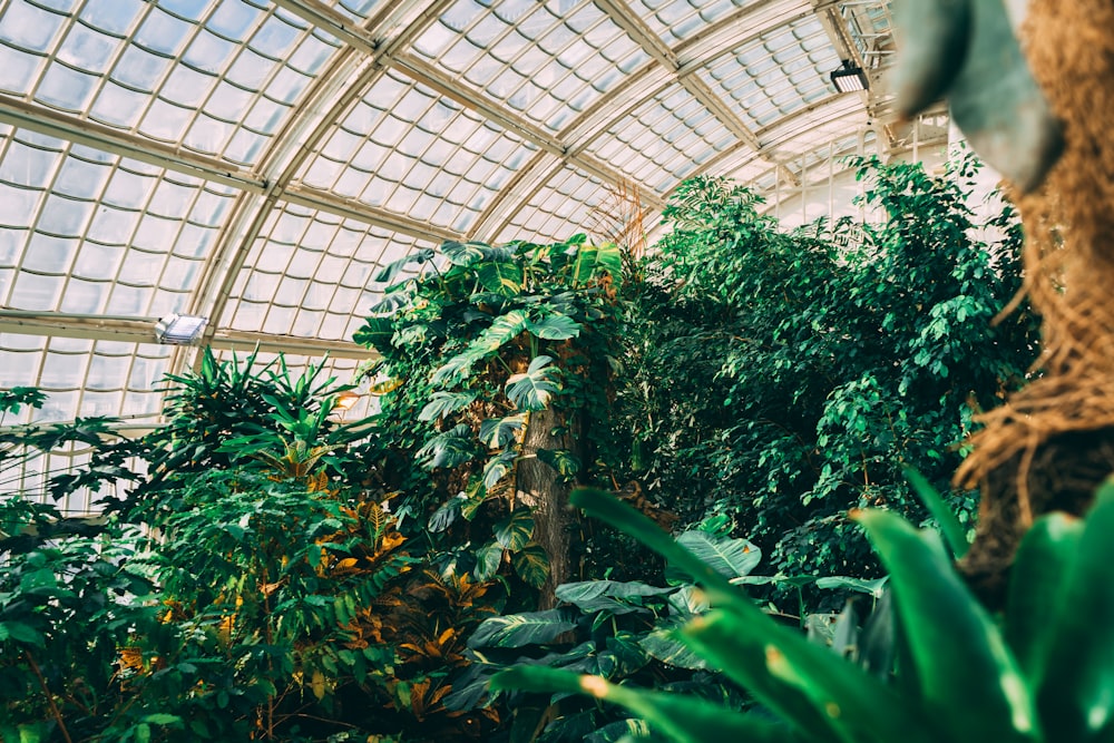 the inside of a greenhouse filled with lots of plants