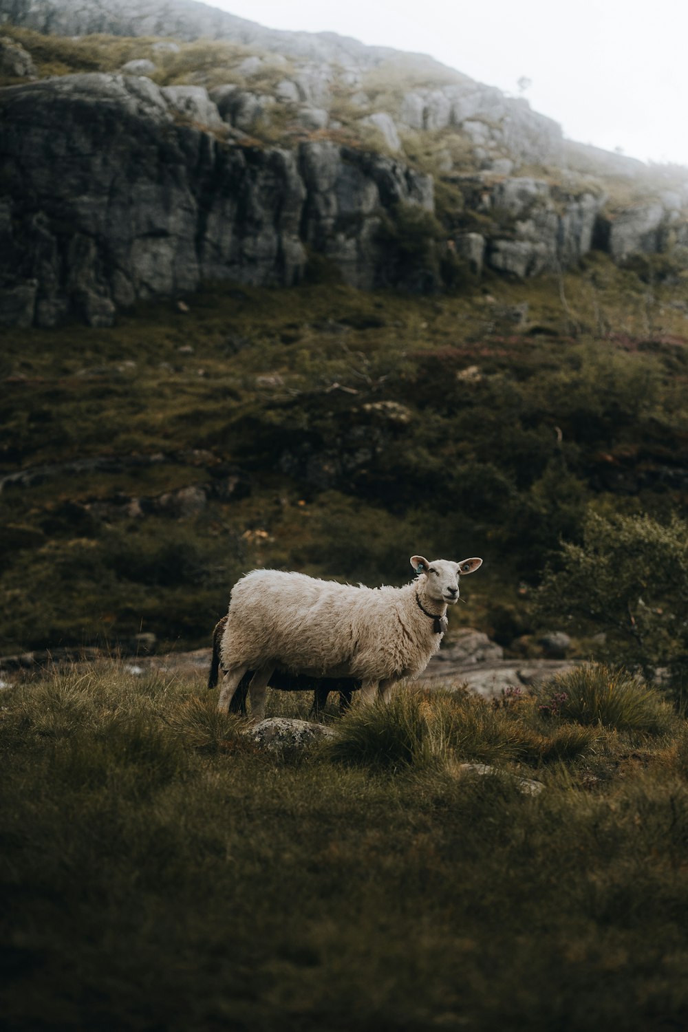 a sheep standing on top of a lush green hillside