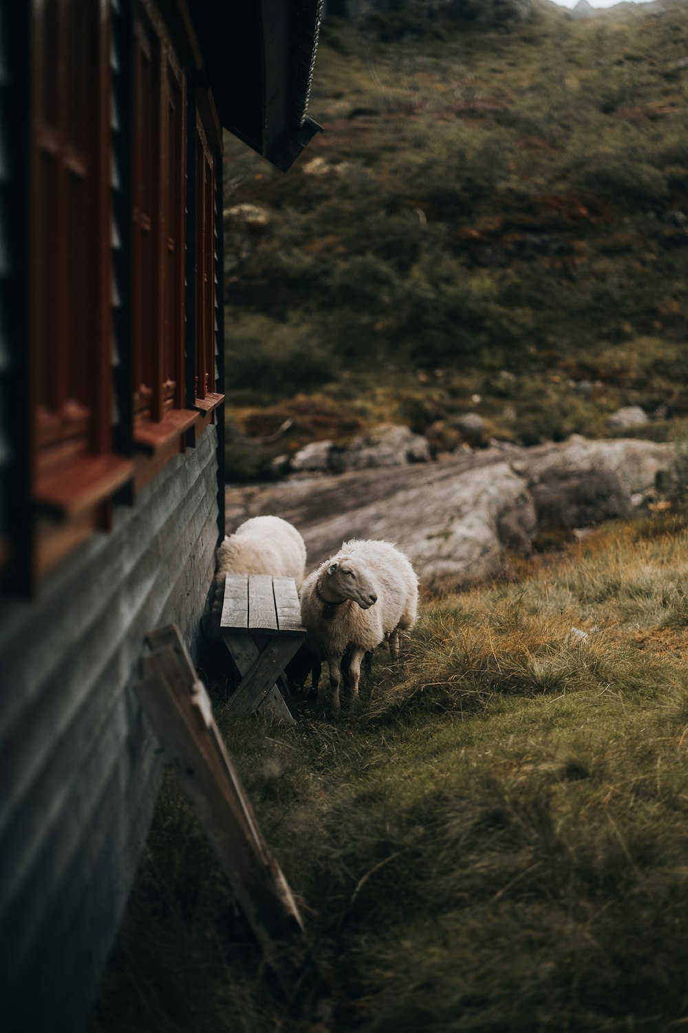 a couple of sheep standing on top of a grass covered field