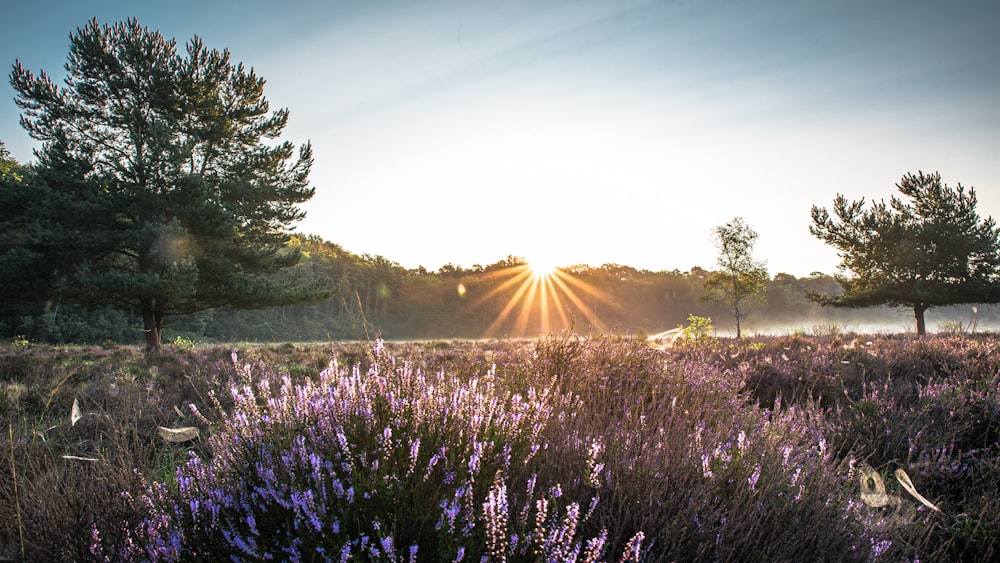 a field of purple flowers with the sun shining through the trees